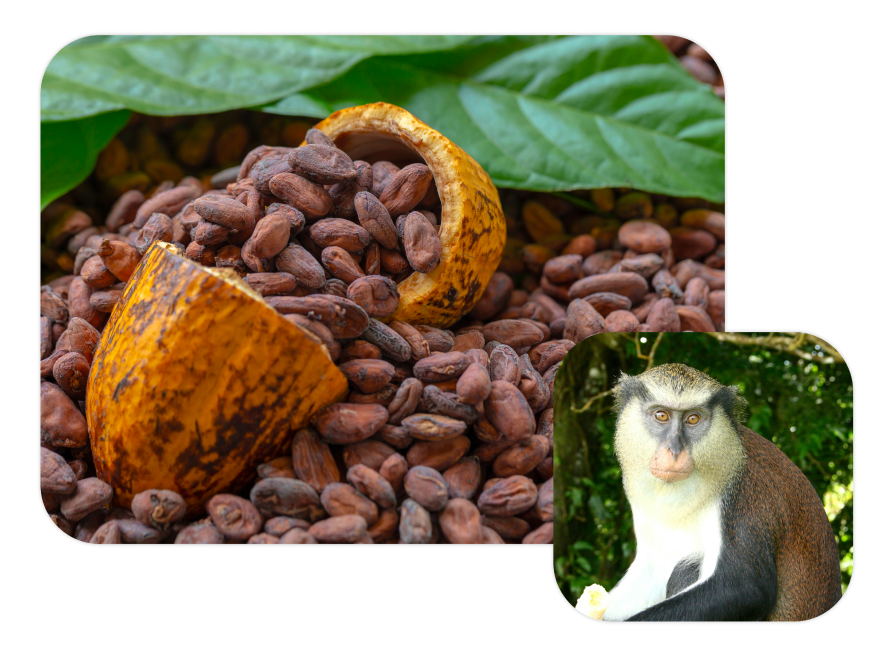 Close-up of cocoa beans spilling out of a cracked cocoa pod